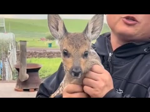 Chased by a Fox, a Baby Fawn Ran to Humans for His Life