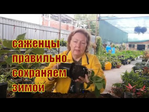 Осенняя покупка гортензии. Правильно сохраняем.