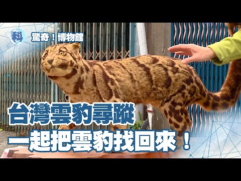 台灣雲豹尋蹤|一起把雲豹找回來！【驚奇！博物館】