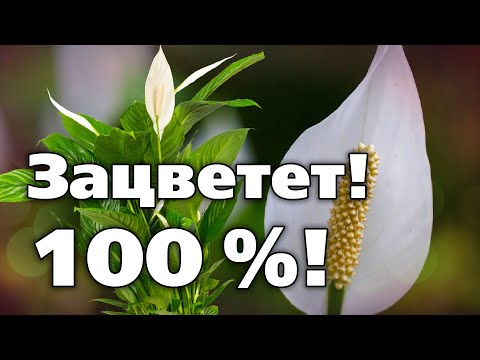 HOW TO MAKE A SPATHIPHILLUM FLOWER - WOMEN'S HAPPINESS Secrets of growing your favorite houseplant