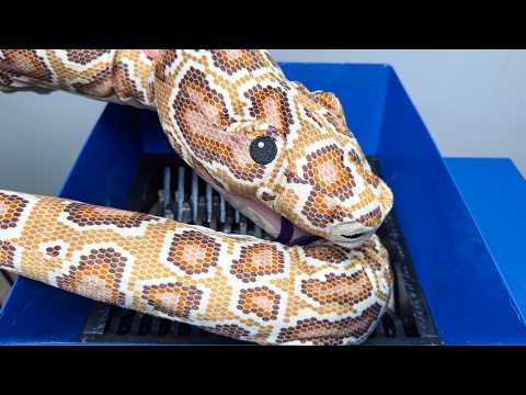 Shredding a GIANT Plush Snake