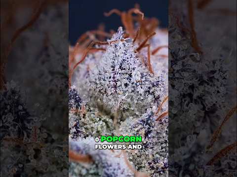 3x3 Grow Yield  306g Under 240W! FLOWER RESULTS