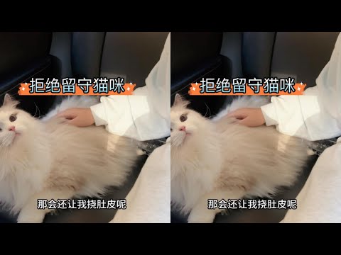 国庆假期铲屎官出门不忍心猫咪留守在家，竟然把六只猫全带上了