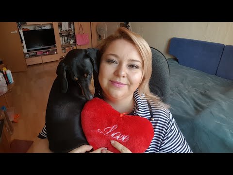 14 февраля. Ошибки в воспитании щенков. моя такса.