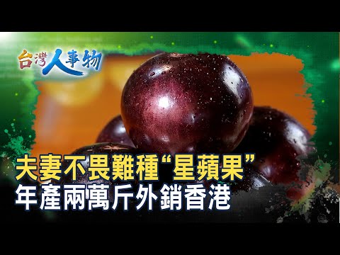 不畏艱難的甜蜜“星蘋果”｜巨鑽果園｜【台灣人事物】2025.09.20