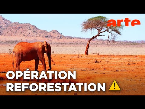 Au Kenya, planter des arbres et faire pousser le pays | ARTE