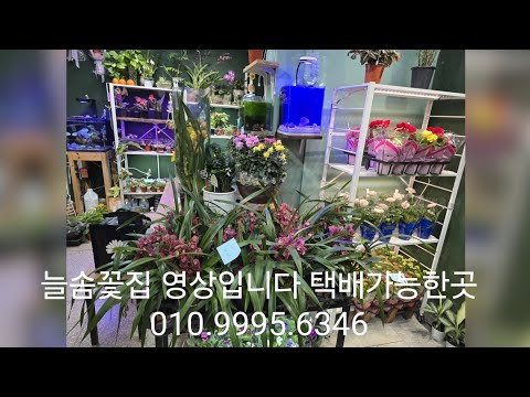12월19일 늘솜꽃집 택배가능한곳 010.9995.6346 구경하러오세요
