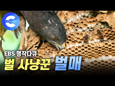 제작기간 1년 6개월, 국내 최초 방송!! 말벌집을 초토화시키는 '벌매' [지독한 끌림] EBS 다큐프라임