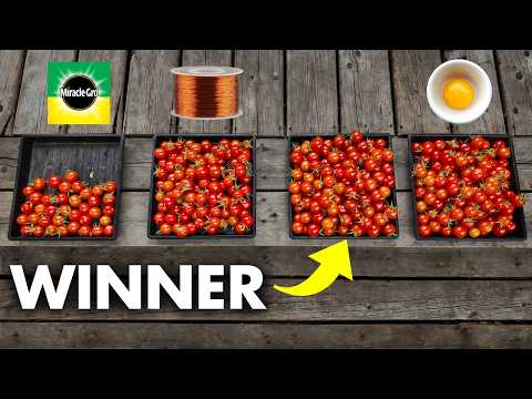 I TESTED 7 Tomato Fertilizers - Here's What Happened!