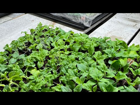 Day 3. CUTTINGS TOGETHER. Daily video review of the rooting process #cuttings #petunia #stream