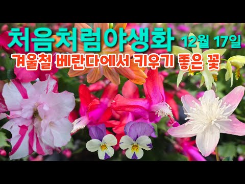 #가제발선인장 #향장미 #향씨클라멘 #레위시아 #스토크 #오렌지퀸삼지 #철쭉 #아젤리아 #동양란 #처음처럼야생화