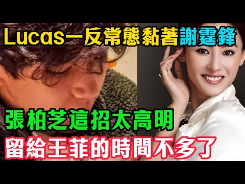 Lucas一反常態黏著謝霆鋒，張柏芝這招太高明，留給王菲的時間不多了#謝霆鋒#張柏芝#王菲#Lucas