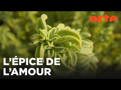 La marjolaine de Chypre | Les sanctuaires d’épices | ARTE Évasion