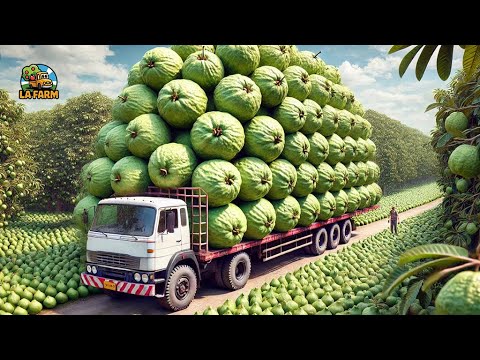 How Farmers Harvest Guava: Secrets to Growing Guava for High Yields | Agricultural Documentary