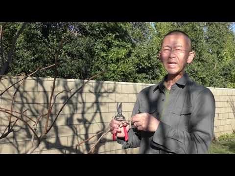 柿子樹的冬季修剪