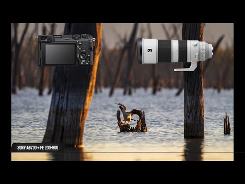 Sony A6700 + FE 200-600 F6.3. Reach on a budget.