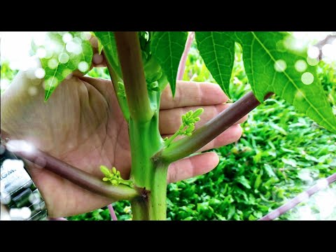 【木瓜幼苗「根系狀態」真能判斷公母株嗎?實驗002】 5個月後現況追蹤分享 。2022年4月19日