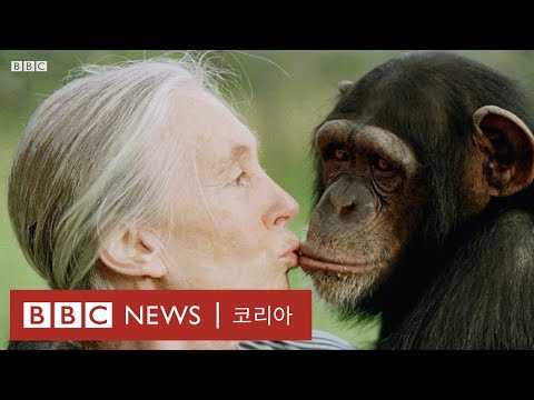 제인구달: 인류는 침팬지의 멸종을 막을 수 있을까? - BBC News 코리아
