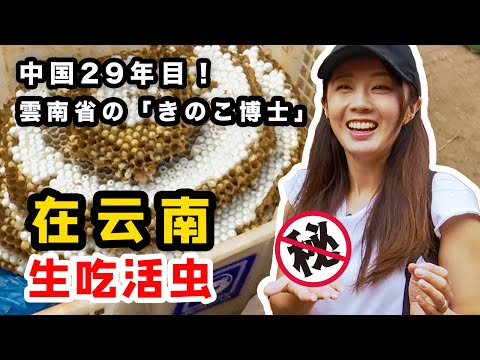 在中国云南生吃活虫?! 日本小姐姐没在怕的！【我住在这里的理由312 】宫本哲也 上集