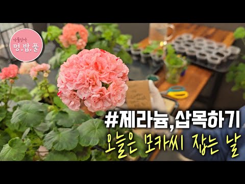 제라늄,1월 둘째주 삽목이야기 #모카씨삽목  #제라늄식집사 #브이로그