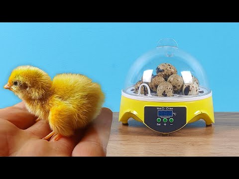 Что случилось с цыпленком из китайского инкубатора спустя месяц