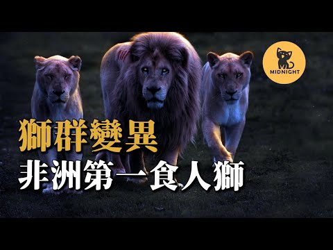 獅子愛上人腦的味道，發明戰術集體攻擊村子，非洲最恐怖獅患