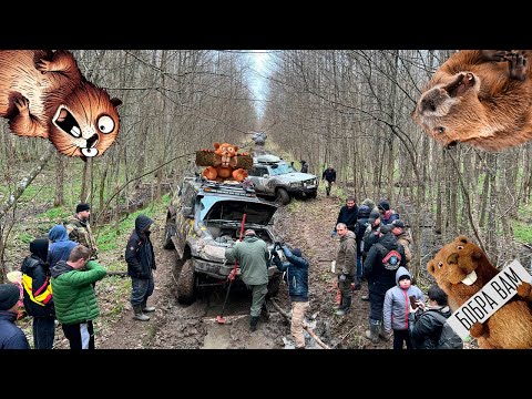 День добра, бобра и леса!