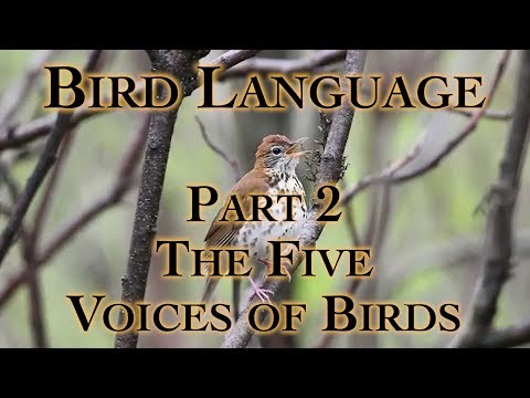 Bird Language with Clint Corley and Michael Ismerio Part 2
