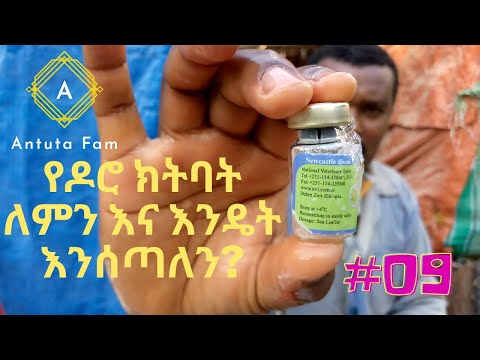 የዶሮ ክትባት ለምን እና እንዴት እንሰጣለን? ፡ ኩኩሉኩ ፡ አንቱታ ፋም