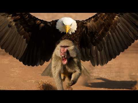 Horrific eagle attacks on animals caught on camera. Eagle in action.
