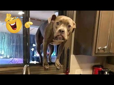 Best Funny Cat and Dog Fails #1 | Try Not To Laugh 2026