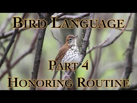 Bird Language Part 4 Honoring Routine