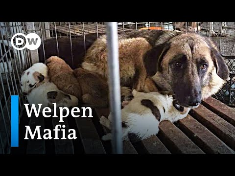 Welpenmafia: Das Geschäft mit dem Hund | DW Reporter
