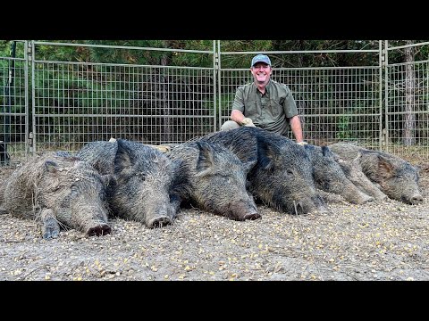 Trapping hogs in the piney woods.