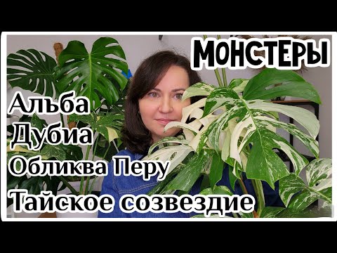 Мои монстеры: Альба, Тайское созвездие, Дубия, Обликва Перу. Уход, опора, виды