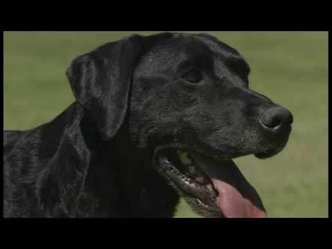 Воспитание и дрессировка лабрадора