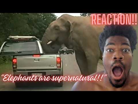 First Time Watching Damn Nature You Scary | Crazy Animal Encounters!(Reaction!)