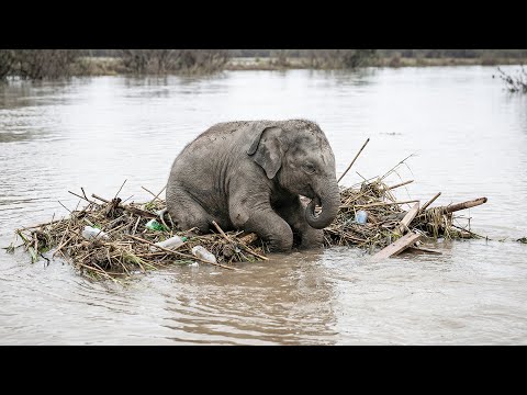 Baby Elephant Frozen In Flood Waters-What He Is Hiding Will Make You CRY | Animal Rescue Short Film