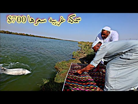صراع الشياب مع سمكة عملاقه قيمتها 700 دولار +كشته على نهر الفرات
