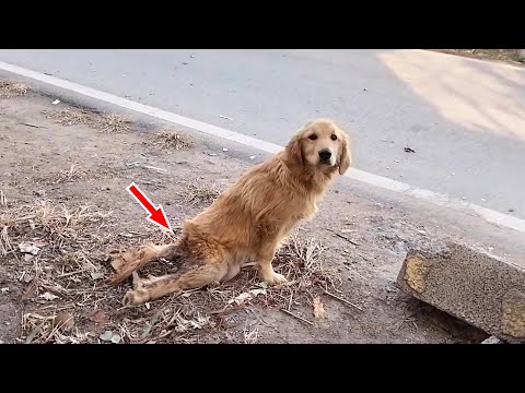 A disabled dog was abandoned, waiting loyally and in vain for its vanished owner...