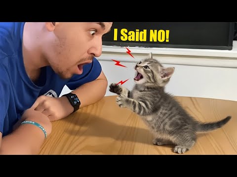 Comedian Cats Start Talking Back To Their Owner 😲😂