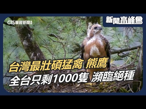 台灣最壯碩猛禽瀕臨絕種 全台熊鷹只剩1000隻！育雛畫面首度曝光｜新聞高峰會 動物危機｜華視新聞 20250119