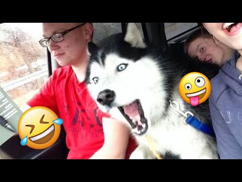 I dare you not to LAUGH at these FUNNY DOGS 😁🦮 - Best Funny Animals Videos 2025 #65