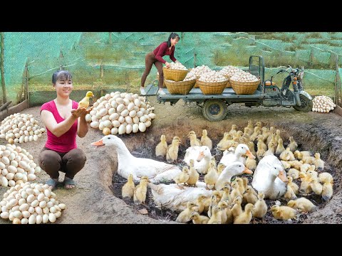 REWIND TIMELAPSE --266 Days Harvest A Lot Of Ducks Eggs - Incubate Duck Eggs To Hatch Many Ducklings