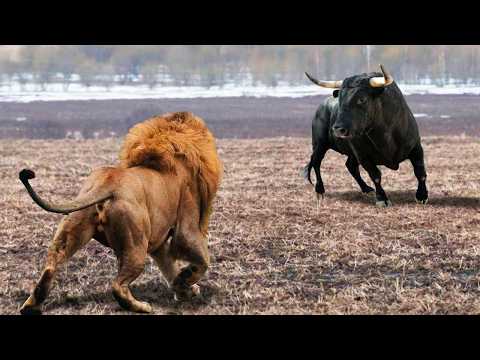 Посмотрите, на что Способен Самый Большой Буйвол в Мире