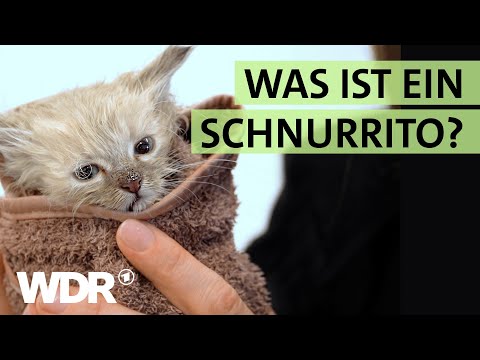 Badetag für Katzen-Babys und Neustart für Straßen-Hunde | S02/E06 | Hallo Tierheim | WDR