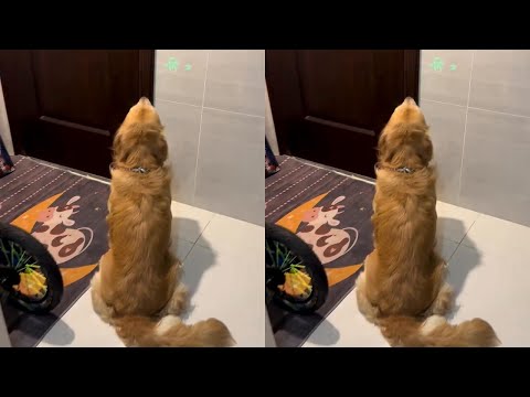 坐电梯碰见两个小姐姐提猪蹄回来，香喷喷的。正好住隔壁，77一进门叼碗坐门口等，好话说尽不进门。倔得像驴，不认识人怕挨揍，叫弟弟抱回来。一个晚上不理我，躲厕所里生我气#我的狗子