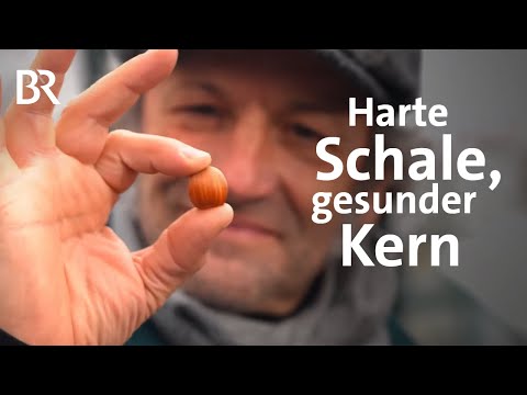 Nüsse aus Bayern: Harte Schale, köstlicher & gesunder Kern | Haselnuss | freizeit | Doku | BR
