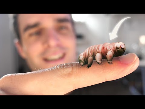 Je trouve un animal très bizarre ! (Et flippant)