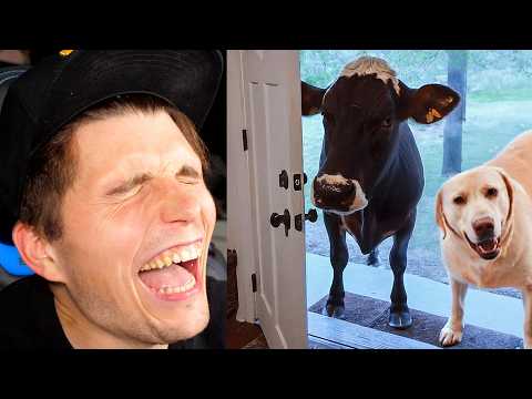 Paluten REAGIERT auf Wenn dein Haustier einen Freund mit nach Hause bringt